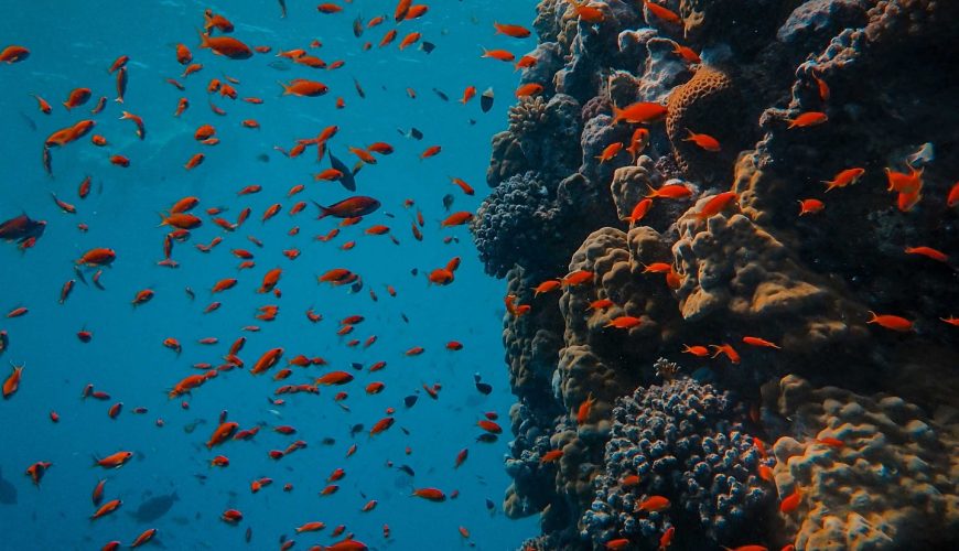 Descubre Sharm El Sheij: El Destino Perfecto para tu Próximo Viaje a Egipto